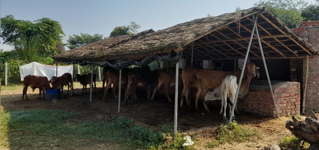 donate desi gir cow gaushala gau seva gau daan gau grass lucknow