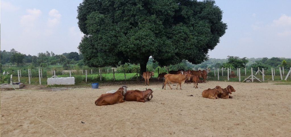 donate desi gir cow gaushala gau seva gau daan lucknow