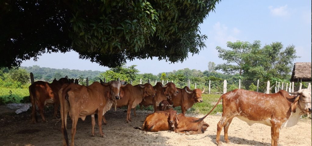 gir desi cow gaushala open space gau seva gau daan lucknow